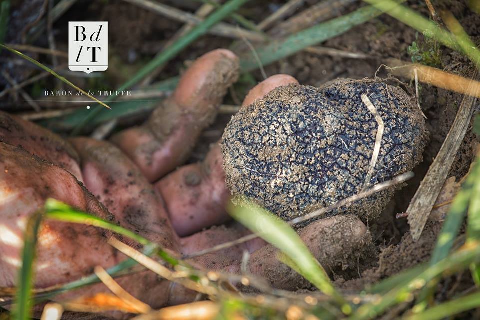 Loire Valley - Off the beaten track - truffles, black diamond