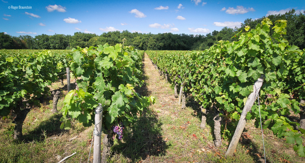 Loire Valley wine tours