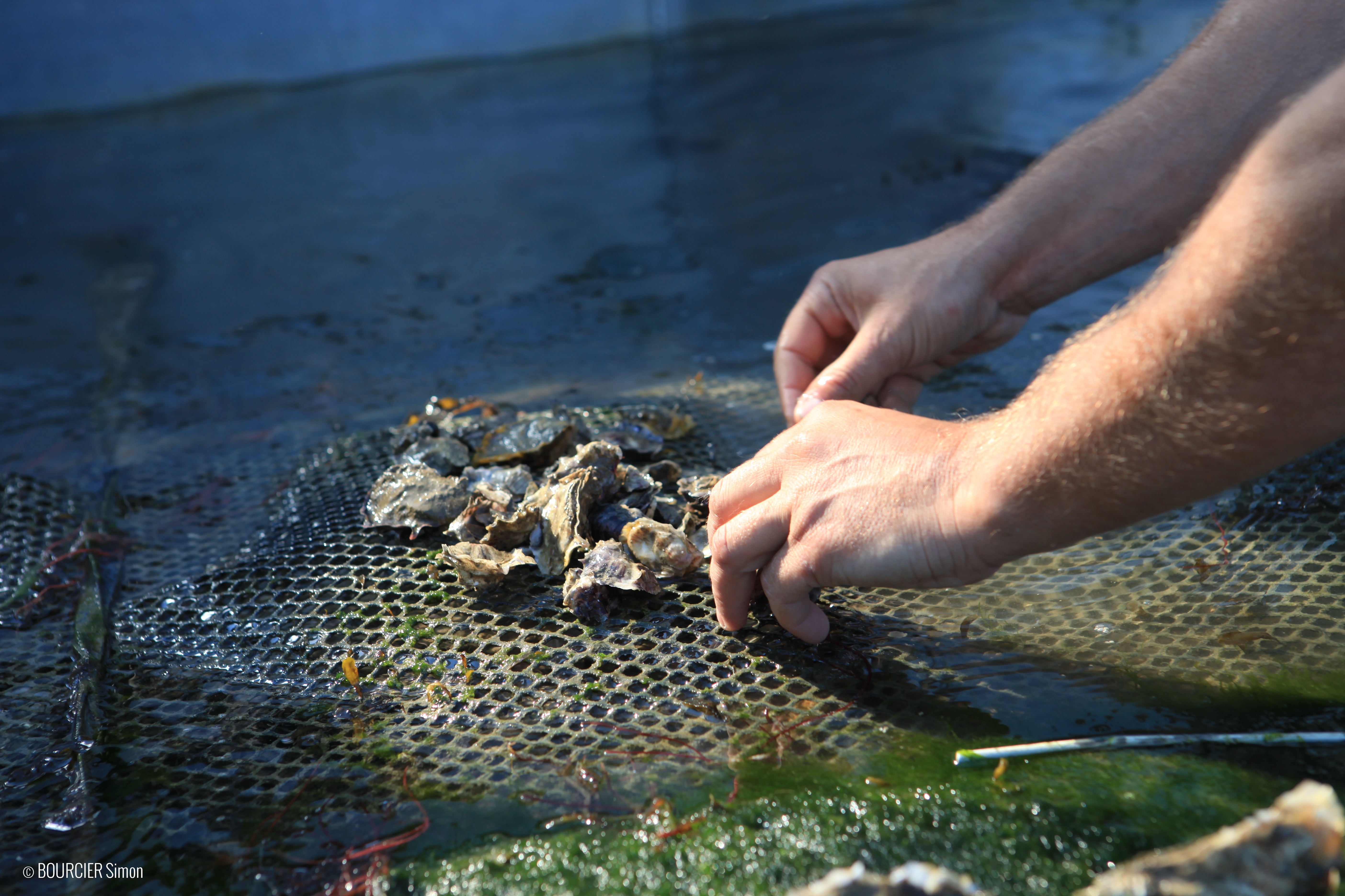 Brittany - Off the beaten track - oysters