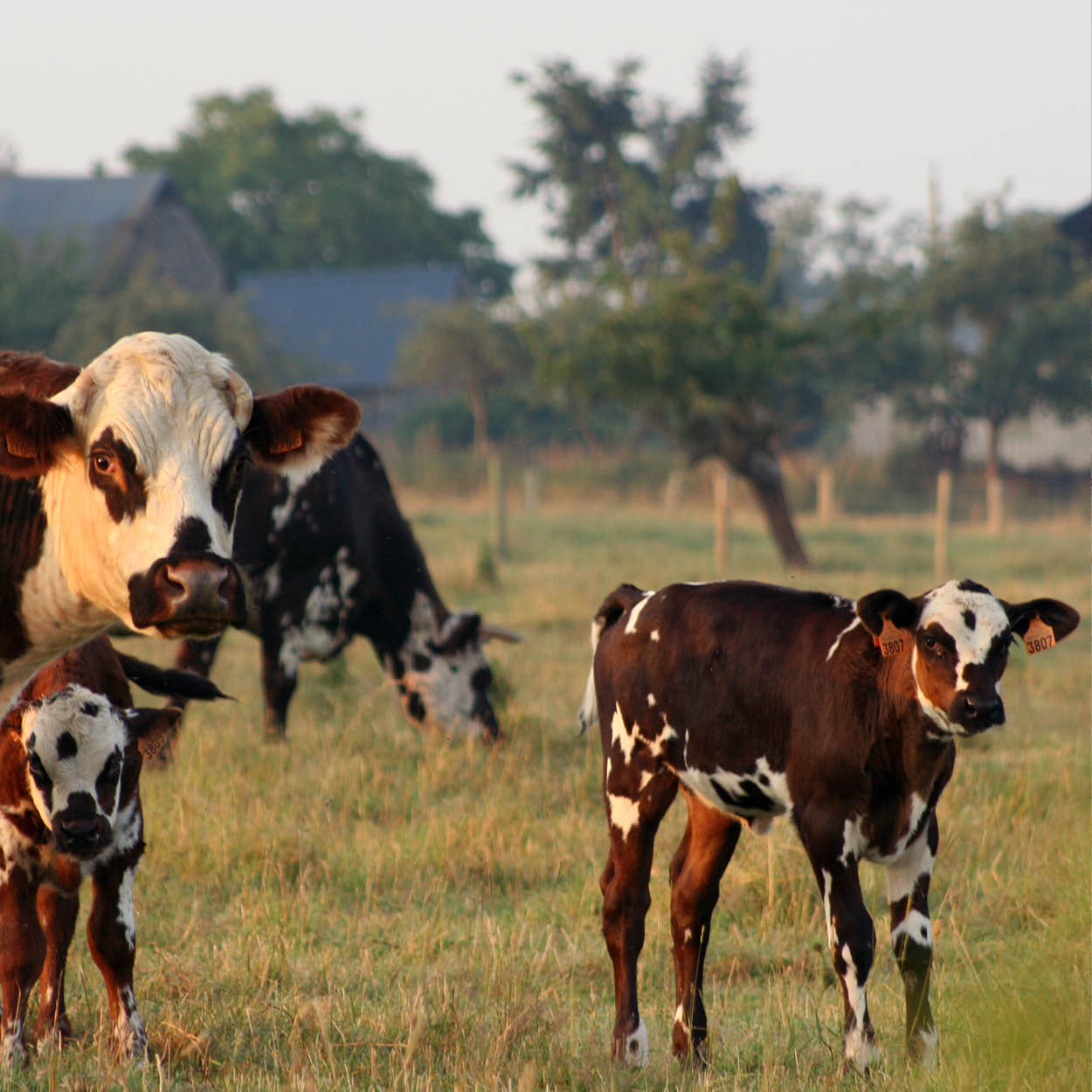 cow normandy pays auge gourmet tour excursion gourmande