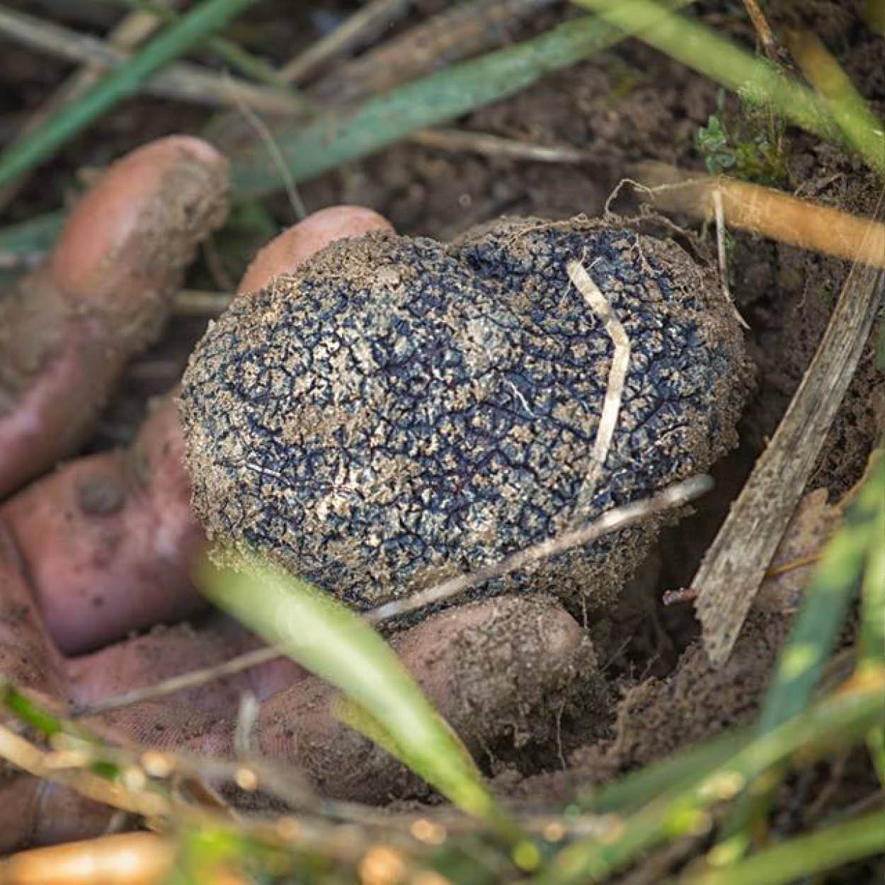 truffles hunt truffes